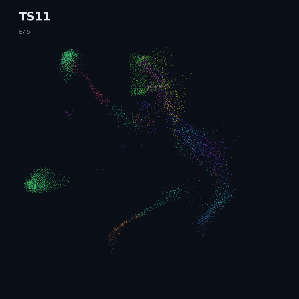 Extended Mouse Atlas · E6.5–E9.5 gastrulation + early organogenesis · TS11