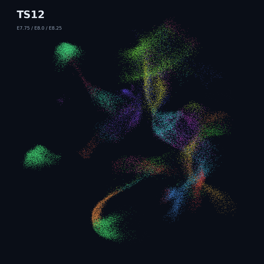 Extended Mouse Atlas · E6.5–E9.5 gastrulation + early organogenesis · TS12