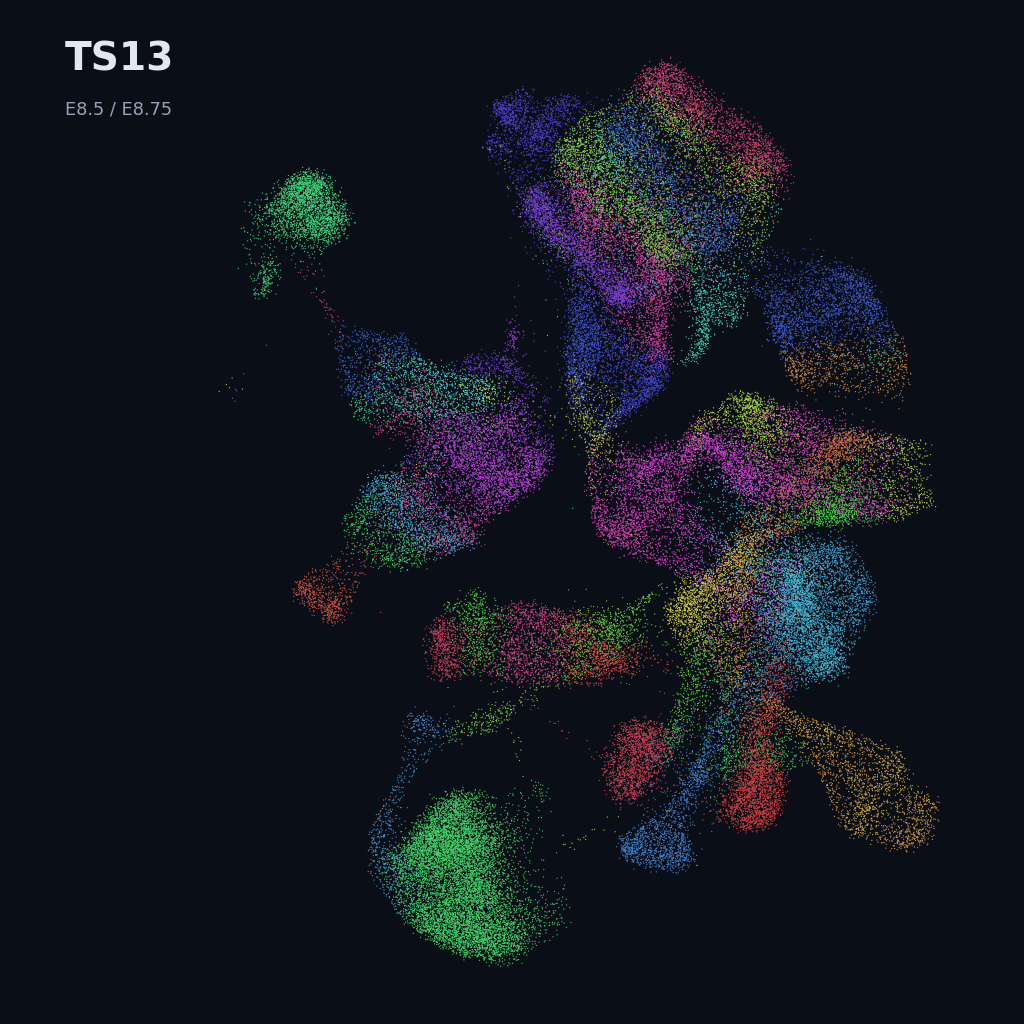 Extended Mouse Atlas · E6.5–E9.5 gastrulation + early organogenesis · TS13