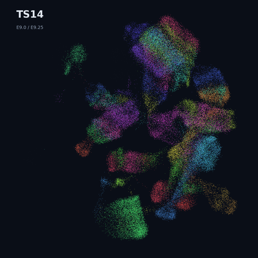 Extended Mouse Atlas · E6.5–E9.5 gastrulation + early organogenesis · TS14