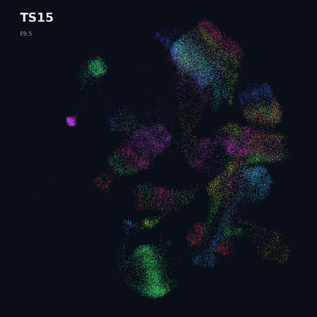 Extended Mouse Atlas · E6.5–E9.5 gastrulation + early organogenesis · TS15