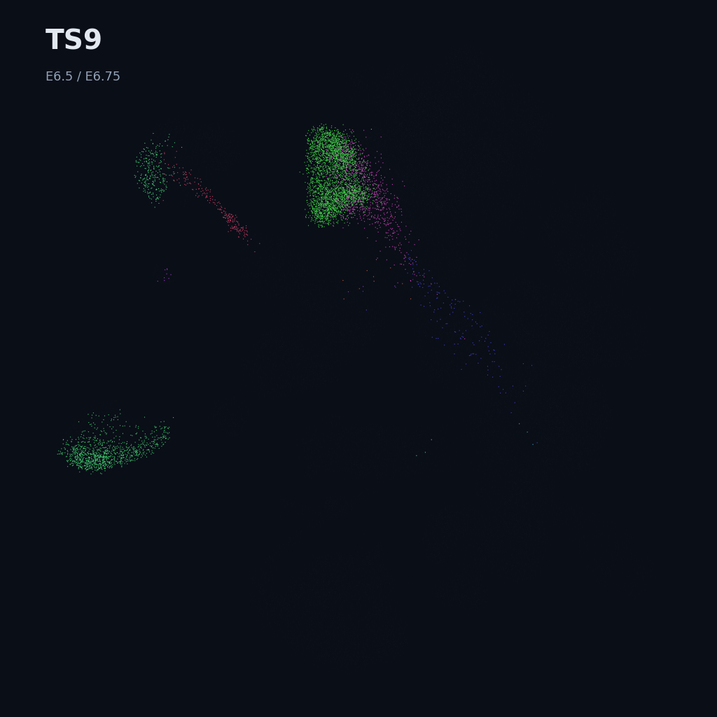 Extended Mouse Atlas · E6.5–E9.5 gastrulation + early organogenesis · TS9