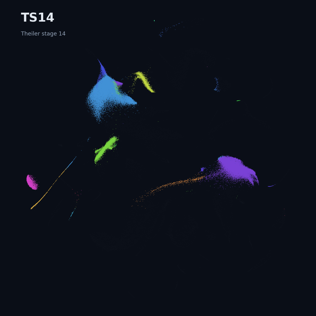 Mouse prenatal time-lapse · whole atlas · TS14