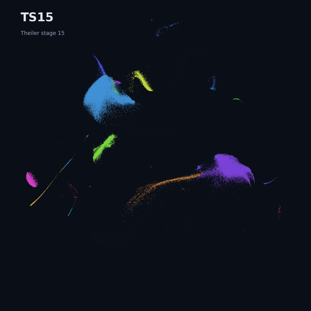 Mouse prenatal time-lapse · whole atlas · TS15