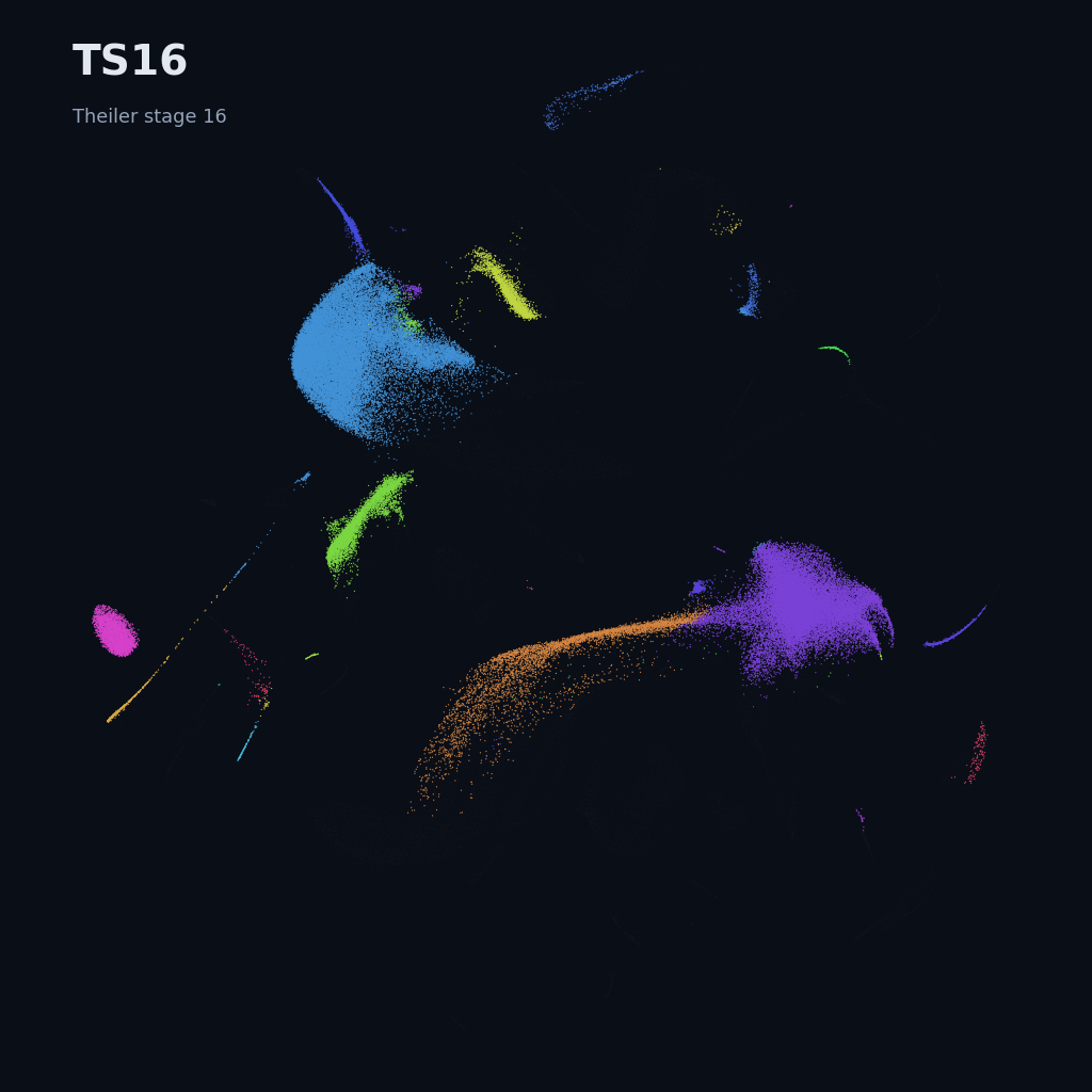Mouse prenatal time-lapse · whole atlas · TS16