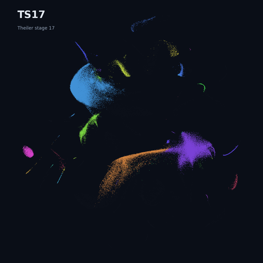 Mouse prenatal time-lapse · whole atlas · TS17