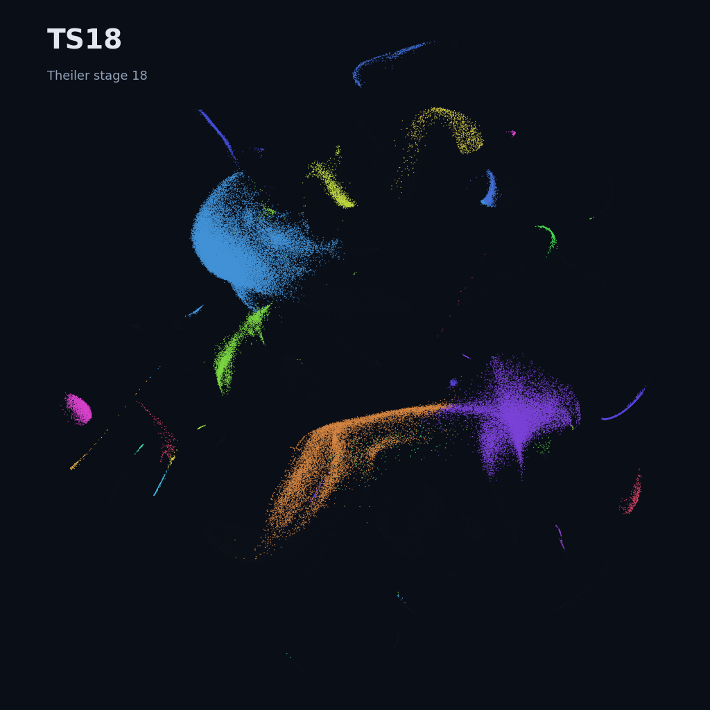 Mouse prenatal time-lapse · whole atlas · TS18