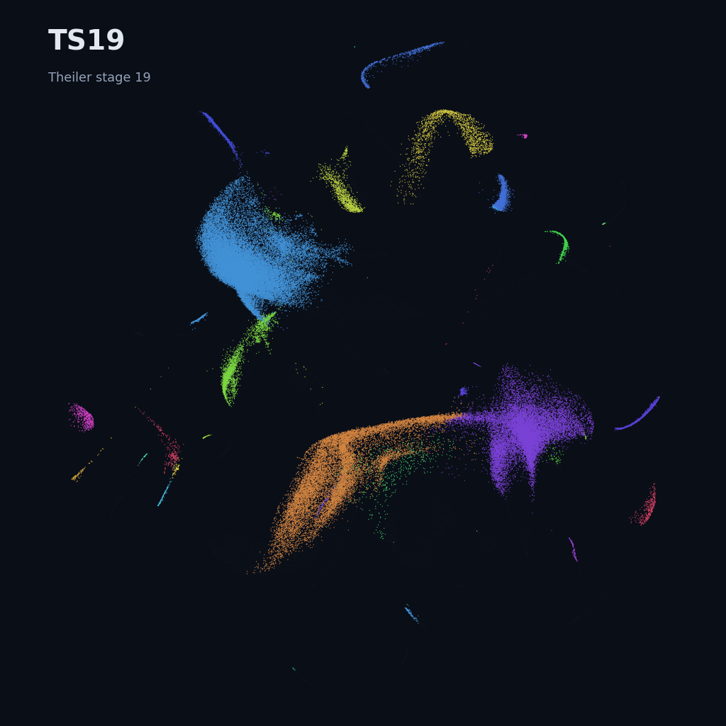 Mouse prenatal time-lapse · whole atlas · TS19
