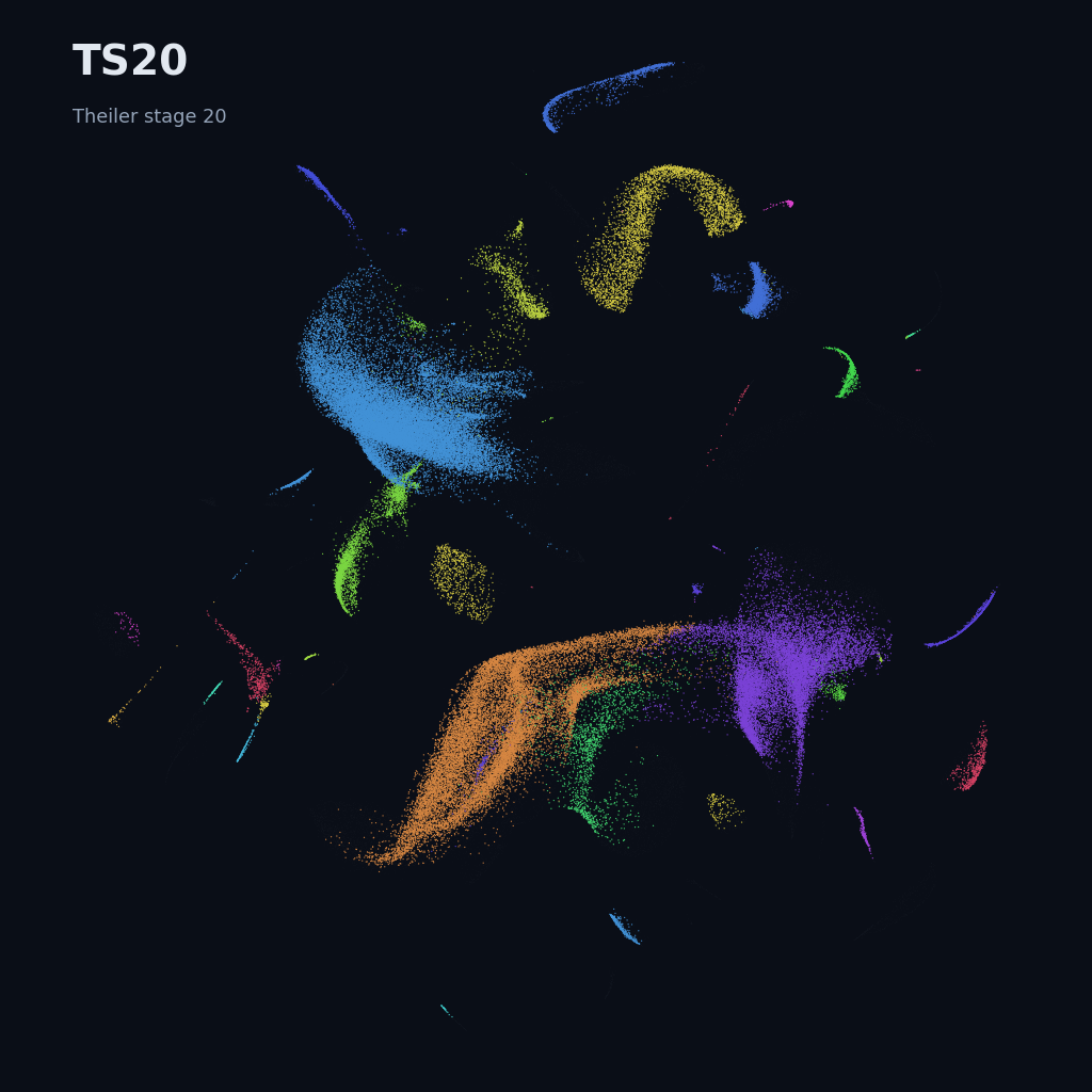 Mouse prenatal time-lapse · whole atlas · TS20