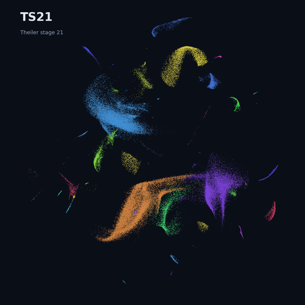 Mouse prenatal time-lapse · whole atlas · TS21