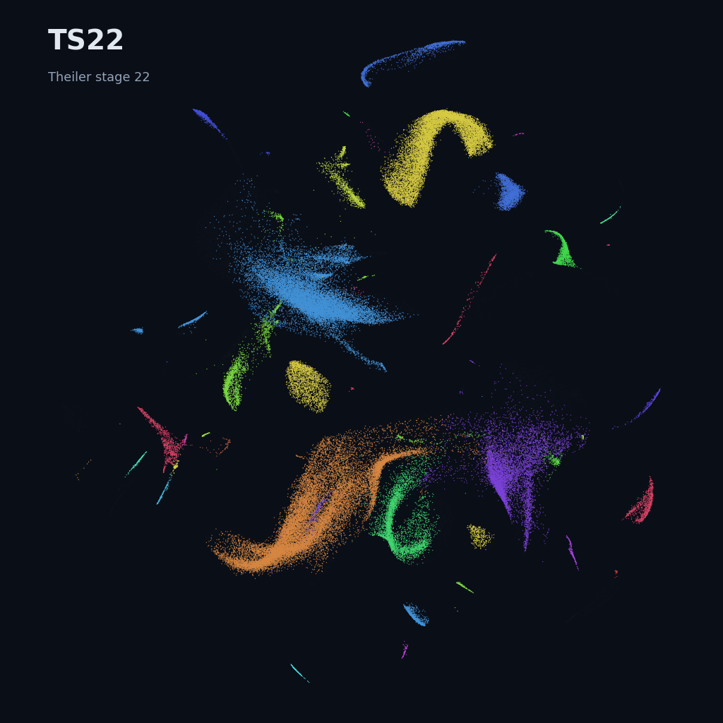 Mouse prenatal time-lapse · whole atlas · TS22