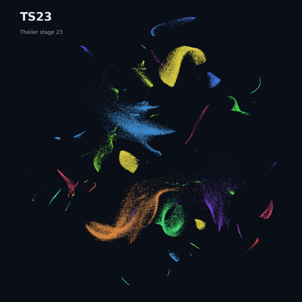 Mouse prenatal time-lapse · whole atlas · TS23