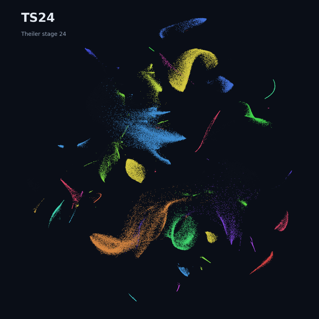 Mouse prenatal time-lapse · whole atlas · TS24