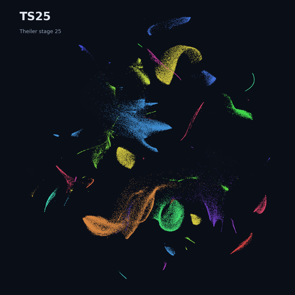 Mouse prenatal time-lapse · whole atlas · TS25