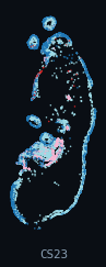 HESTA · Epidermis (human, per-organ)