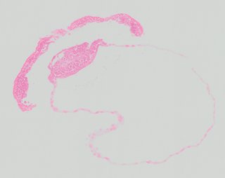 ds_10283_1068
