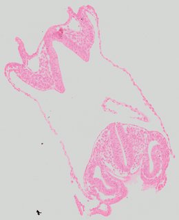ds_10283_1117