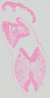ds_10283_1126