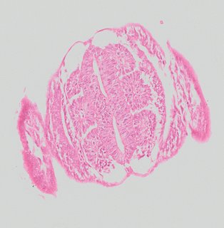 ds_10283_1145