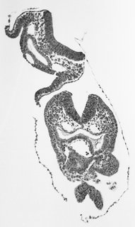 ds_10283_1155
