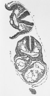 ds_10283_1158