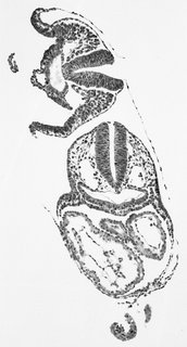 ds_10283_1160
