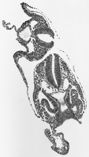 ds_10283_1164