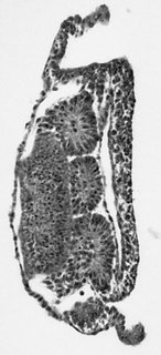 ds_10283_1171