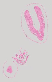 ds_10283_1172