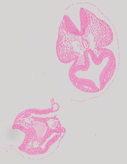 ds_10283_1176
