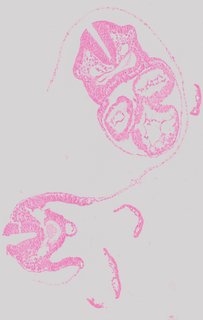 ds_10283_1184