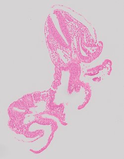 ds_10283_1192