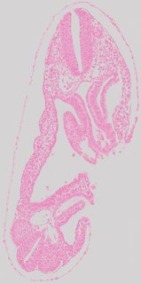 ds_10283_1229