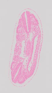 ds_10283_1232