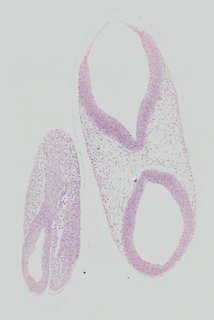 ds_10283_1240
