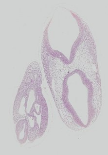 ds_10283_1241