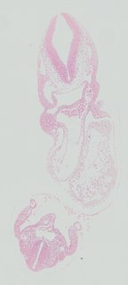 ds_10283_1253