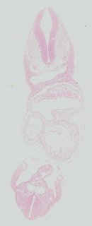 ds_10283_1256