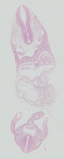 ds_10283_1257