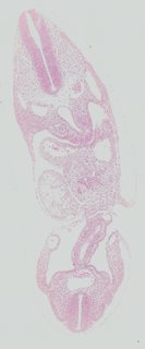 ds_10283_1259