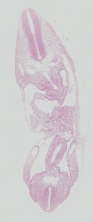 ds_10283_1260