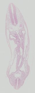 ds_10283_1261