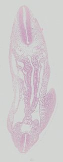 ds_10283_1262