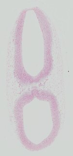 ds_10283_1275