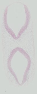 ds_10283_1277
