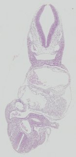 ds_10283_1295