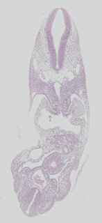 ds_10283_1298