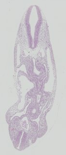 ds_10283_1299