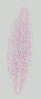ds_10283_1306