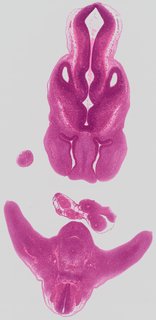 ds_10283_2257
